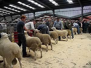 Lleyn ram judging at Borderway Mart