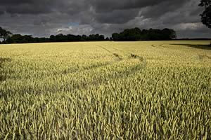 Wheat