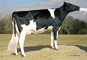 Pine Tree Martha Sheen ET VG86