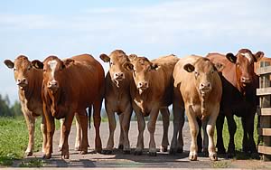 Limousin cross Stabiliser heifers
