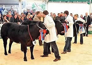 Beef Expo 2010 was held at Hexham Mart