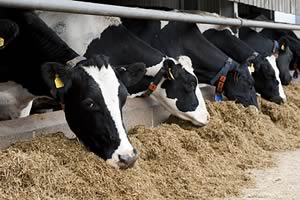 cattle feeding