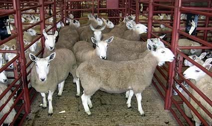 Texel sheep