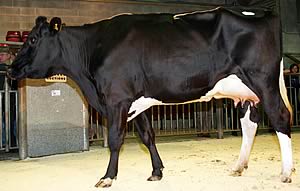 Craven Dairy Auction August champion