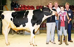 Skipton dairy bull
