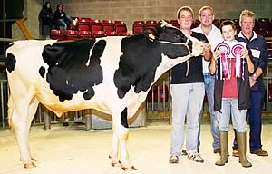 Skipton dairy bull 