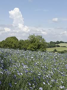 Linseed