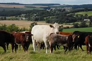 beef cattle