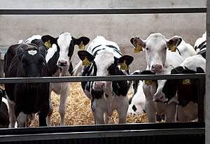 Holdale pedigree Holstein calves