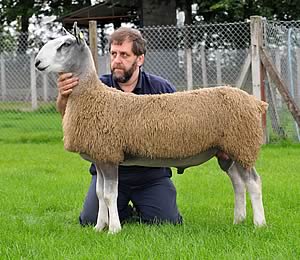 Blue Faced Leicester lamb