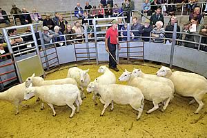 pure bred Easycare sheep