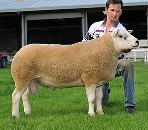 Texel ram