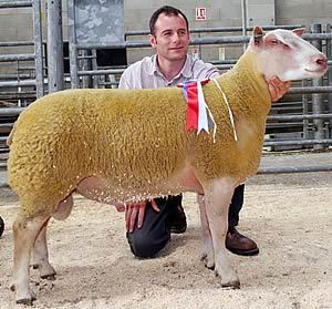 Charollais ram lamb