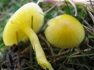 Waxcap