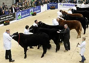 Cattle judge, Arfon Jones, judging a class of steers.