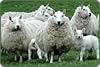 South Country Cheviot Sheep