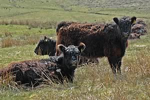 Galloway cows and calves out on the hill at Hindhope.