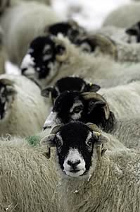 swaledale sheep