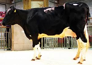 Craven Dairy Auction champion