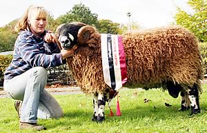 Dalesbred ram champion