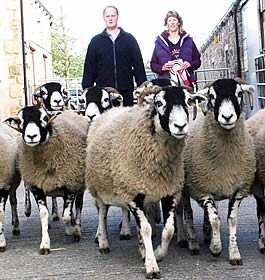 Swaledale ewes