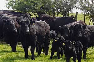 Welsh Black Cattle