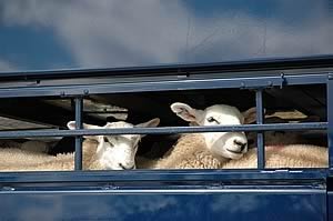 sheep in transit