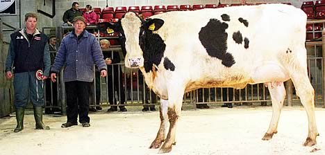 Peter Baul with his December Craven Dairy Auction champion