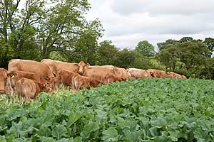 winter forage crop
