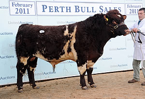Dunsyre Cavalier