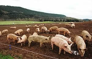 Pigs