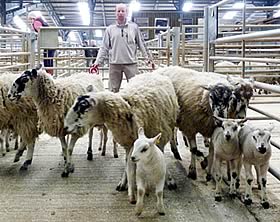 ewes and lambs