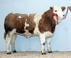 Killynure Arlene, the female and reserve supreme champion sold for 5,200gns.