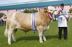 Ranfurly Barrister