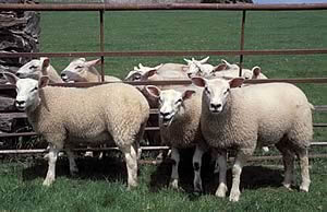 british lamb