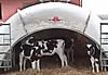 Calf Igloos