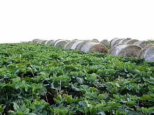 Kale crop