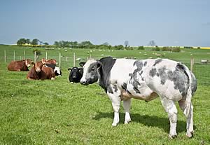 young British Blue bull