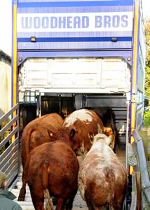 Wesley Charolais