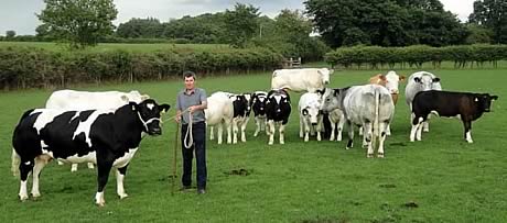 Kersey Herd