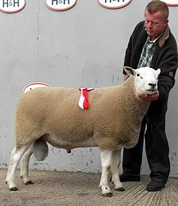 Prince of Powys