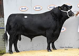 Blelack Evor H929