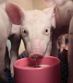 Piglet