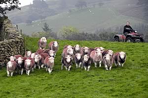 Herdwicks