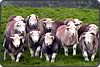 Hardy Herdwicks