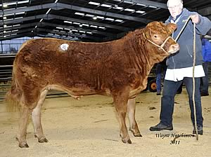 1. Hafodlas Glesni 6,000gns
