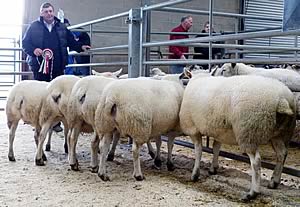 Skipton Christmas champion cull ewes