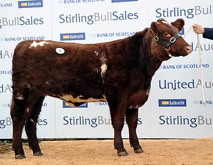 Top price female - Chapelton Secret Sally 3728 - 2,400gns