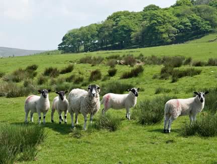 Swaledale Ewe & Lambs