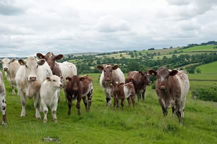 Lowther Beef Shorthorn Herd